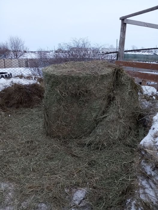 Суданка отличная