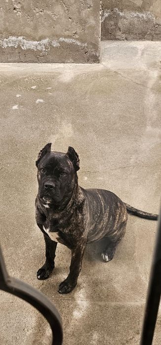 Собака Кане-корсо