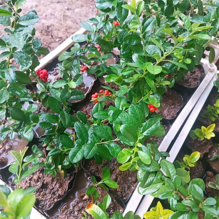 Пироканта расстение