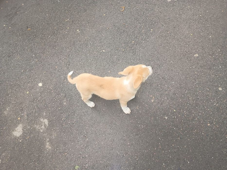 Отдадим щенка-звоночка