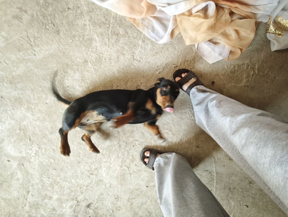 Продам  собачку породы такса