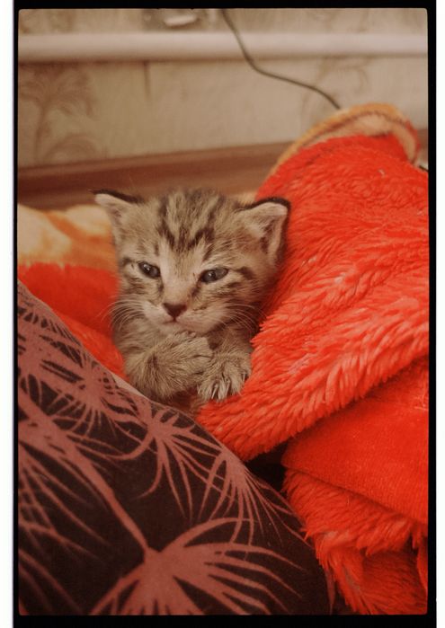 мальчик котенок ищет дом и семью