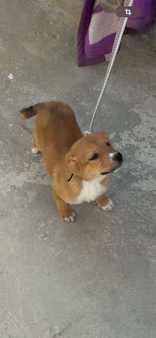 Собака 2 месяца