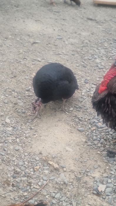 Продаются индуки