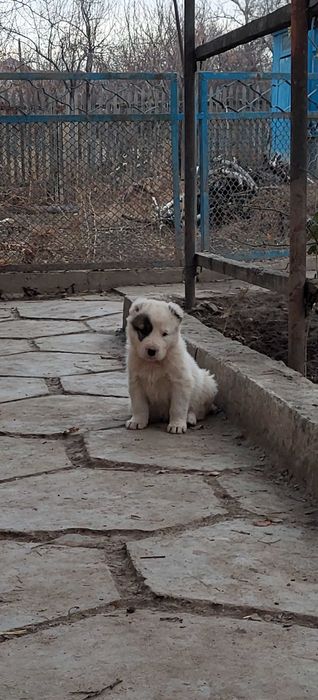 Тобет , сучка щенок