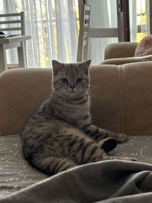 Продам кошку 9 месячного возраста