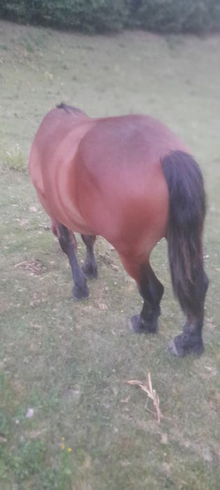 De vânzare doi mânzi