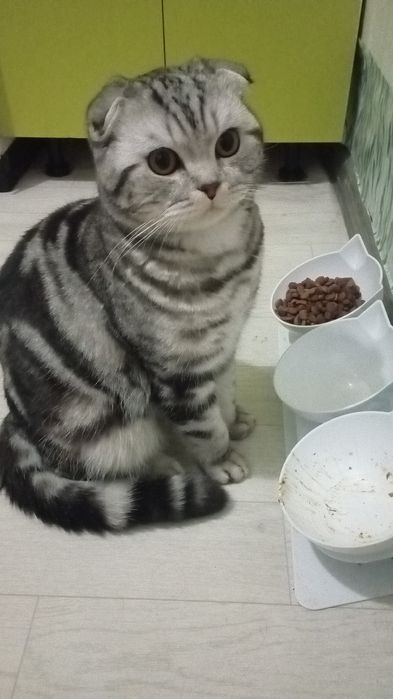 Ищу кошку для вязки