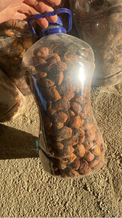 Орик ташкентский