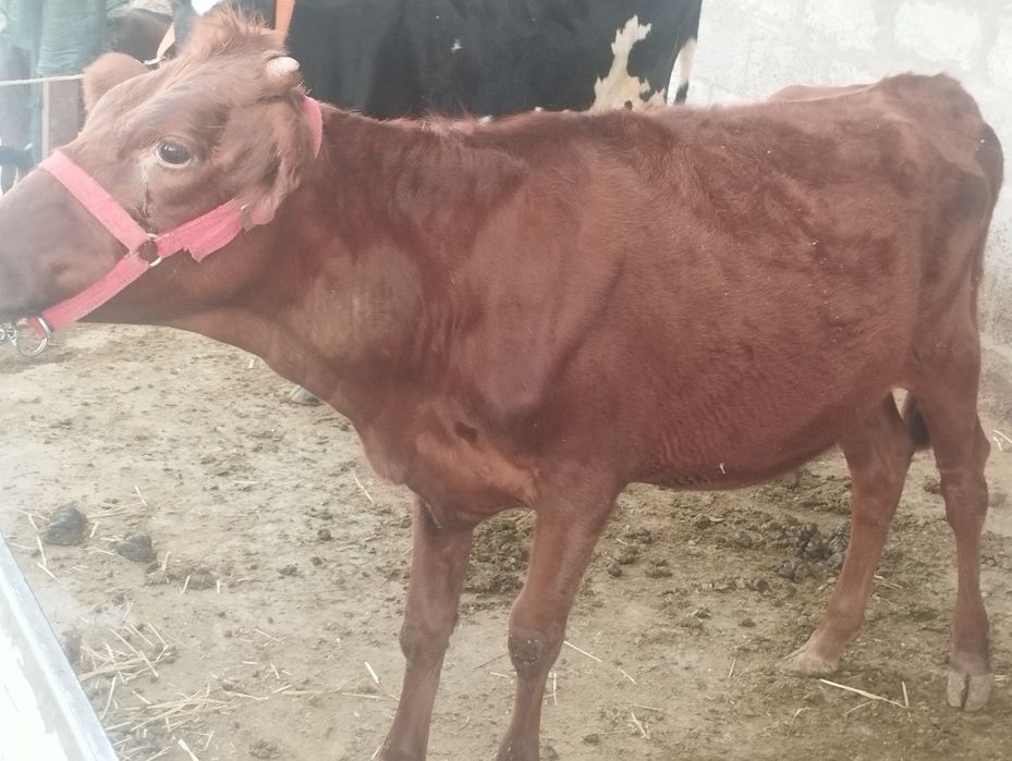 Qizil eston chor palla gʻunojin sotiladi