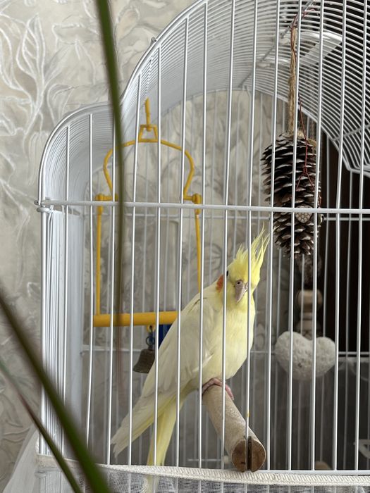 Продам попугай Корел