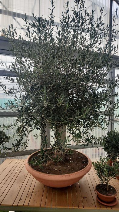 Maslini pe rod livrare rapida in toata tara