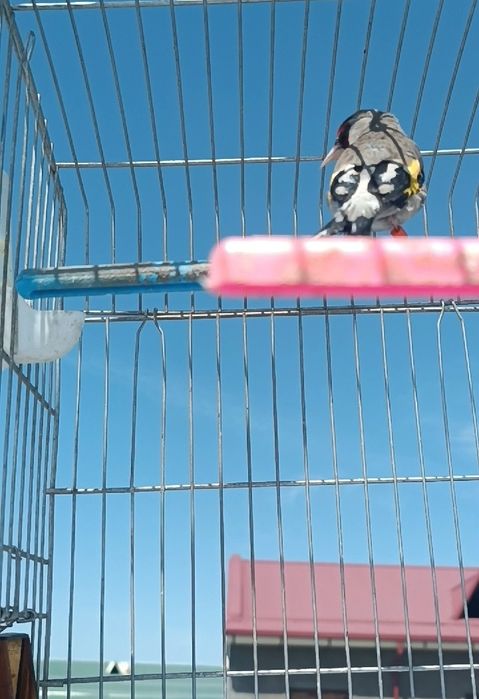 Savala sotiladi sayroda