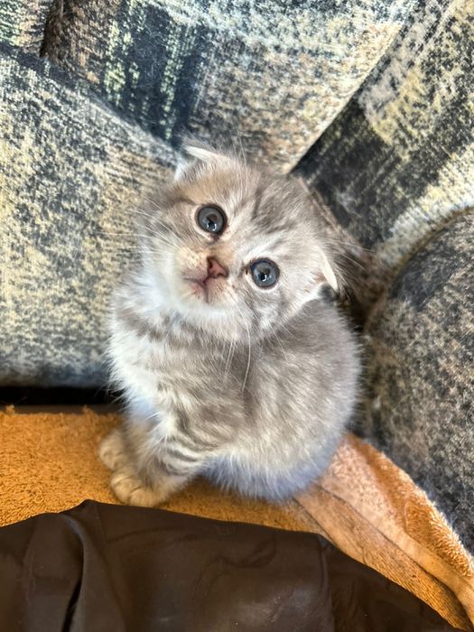 Оддам котят шотладский вислоухи