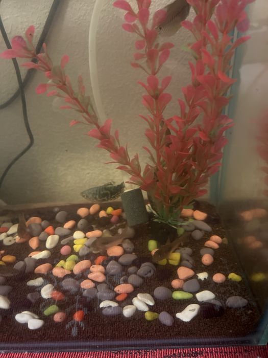 Продам аквариум с рыбками