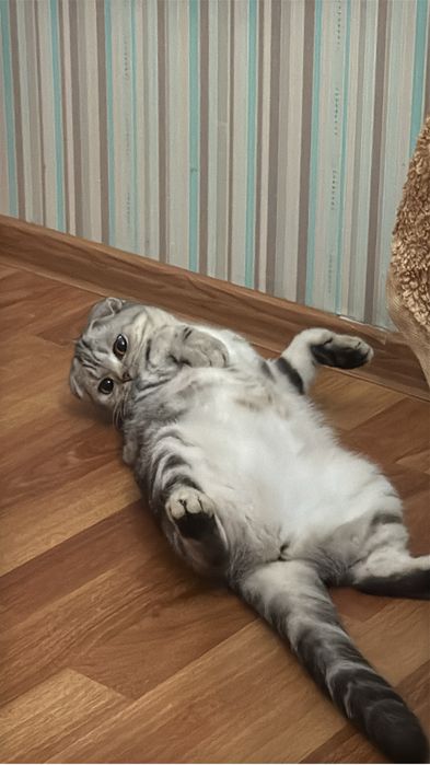 Отдам кошку пародистую в добрые руки