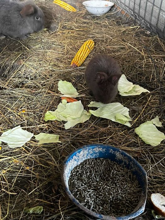 Iepurasi rasa "Berbec olandez"