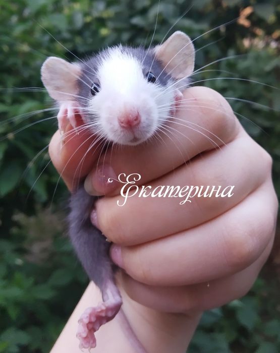 Крысята дамбо разных расцветок