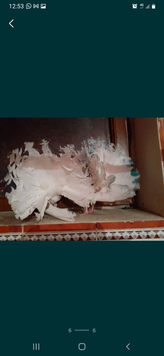 Продаётся пара голубей