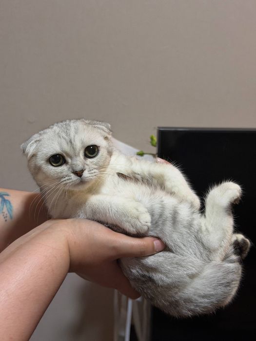 Шиншилла серебро вислоухие