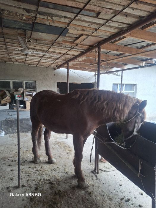 Айғыр сатылады срочно ақша керек