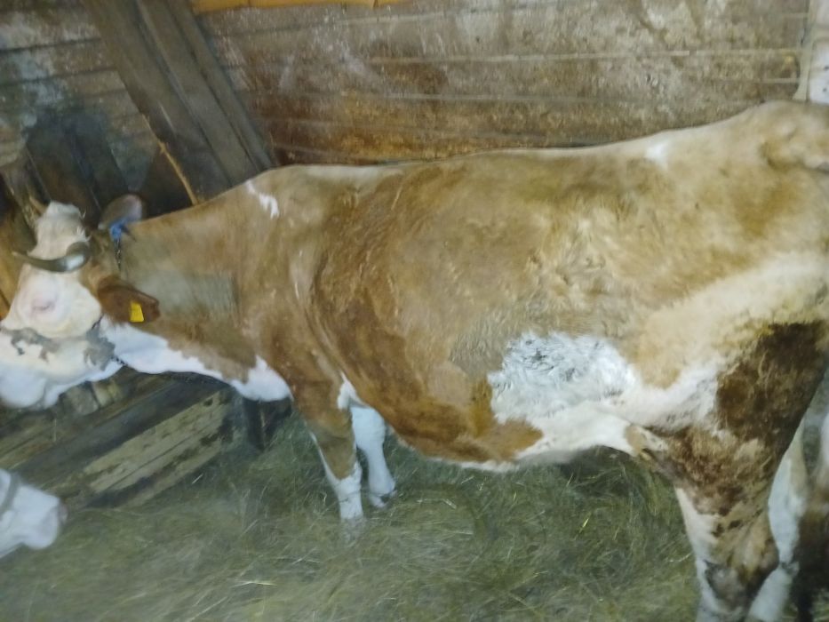 Vând vaca   de 5 ani,afăta de 7 luni