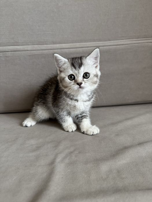 Котенок шотландский