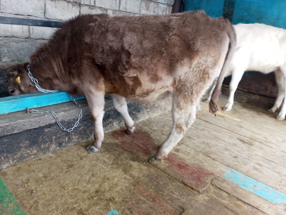 Продам жирную телку