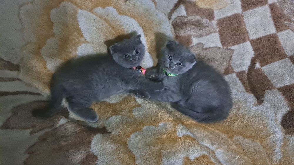 Котята веслоухии порода британская короткошёрстная версия страйт