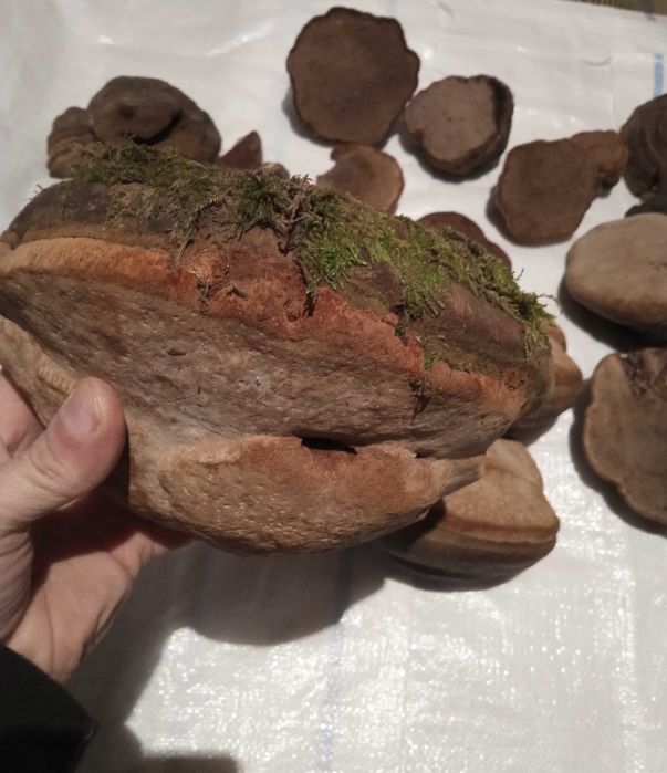 Phellinus Robustus ciuperci terapeutice efect citostactic