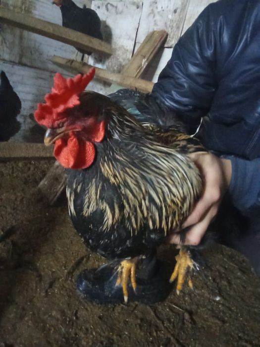 Петухи,куры,курица