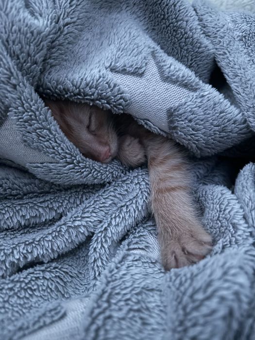 Котенок девочка рыжая