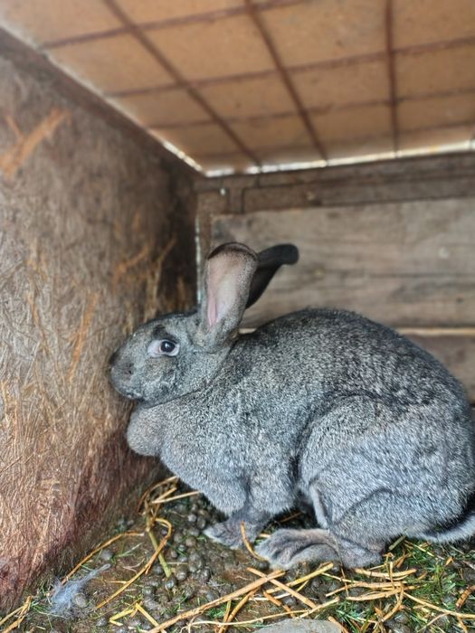 Vând iepure uriaș german