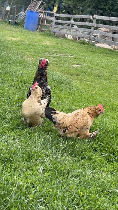Gaini pitice , incaltate , barboase si cocosei struma