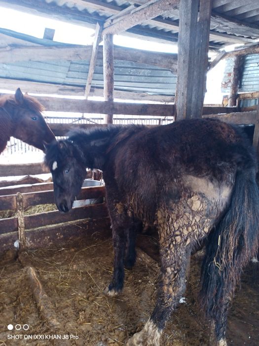 Продам тайчики (девочки)