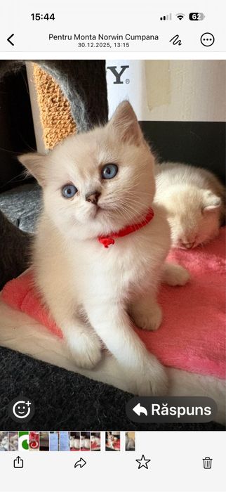 Britsh short si long hair silver point