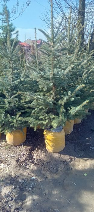 Barcha turdagi manzara va mevali