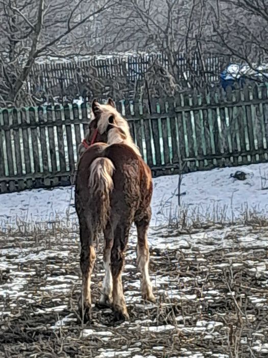 Vand mânză de 8 luni