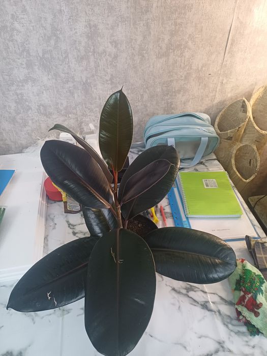 Продам фикус бургунди.10.000