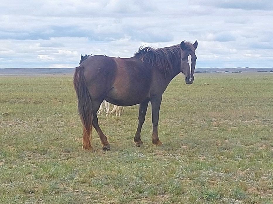 Багасы 600 000 семиз бие жас