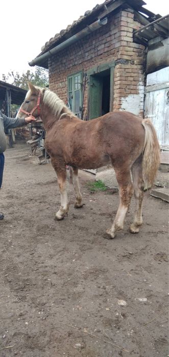 Cal si caruță de vanzare!
