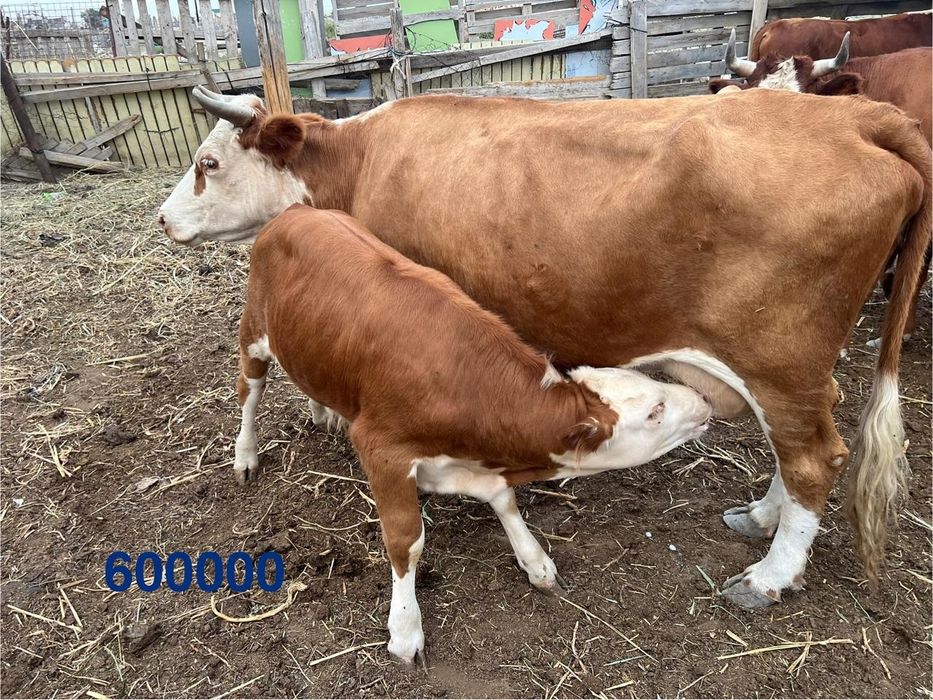 Жер учаскесі 2 га