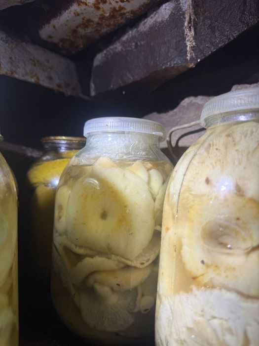 Грибы деревенские