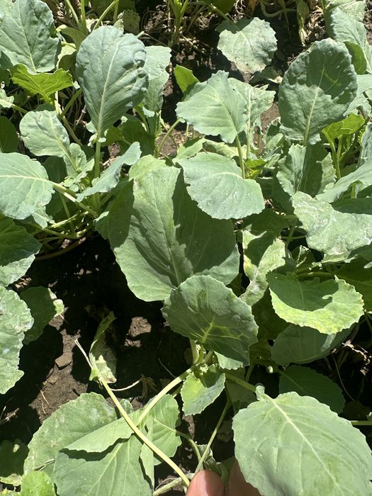 Разсад  за  зеле