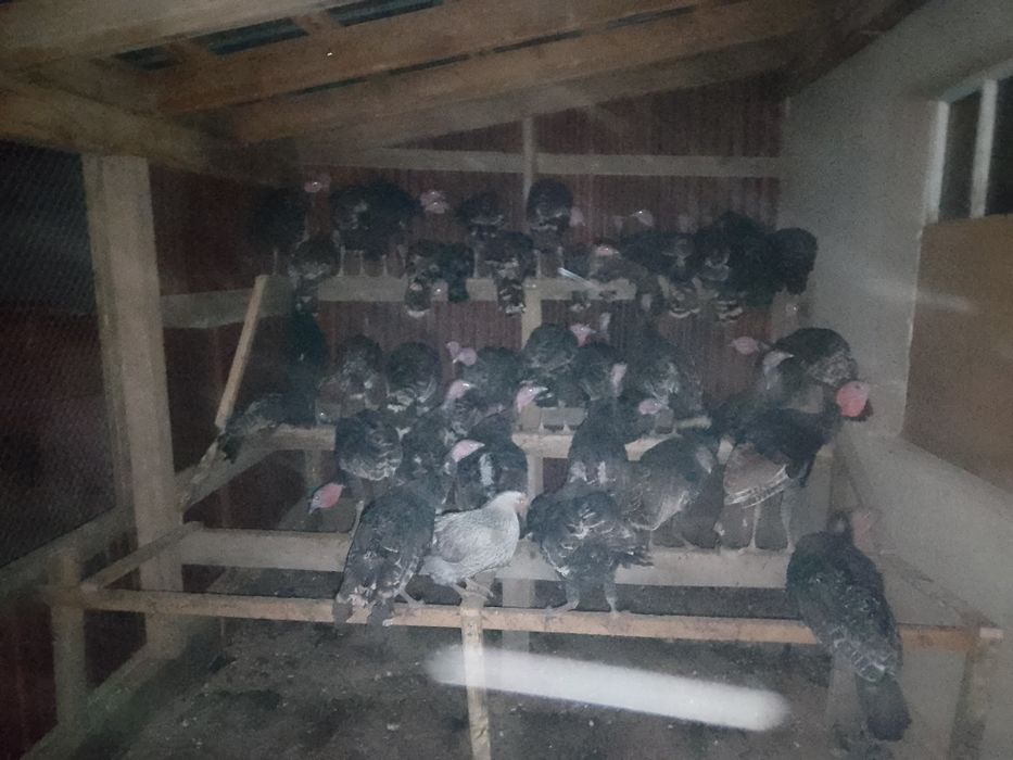 Ундик прадам 10000