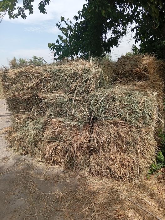 Hashak press 2-o'rim beda
