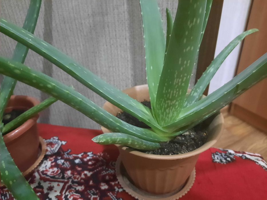 Комнатные цветы Алоэ Вера