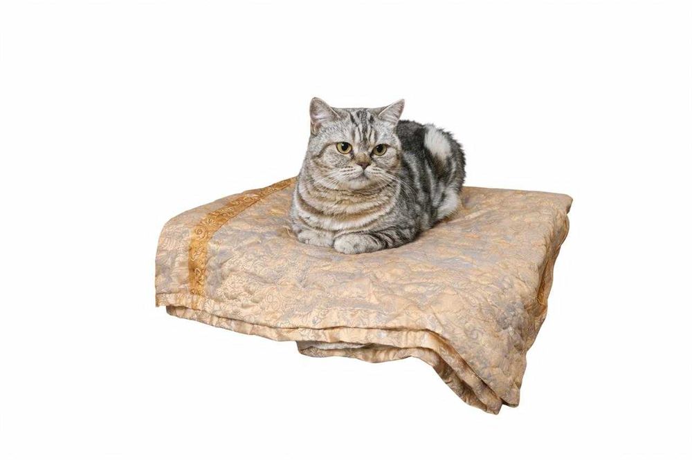 Нежная кошечка ищет дом