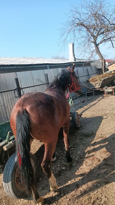 Iapa , Noatina - linie deosebita , viitor excelent .