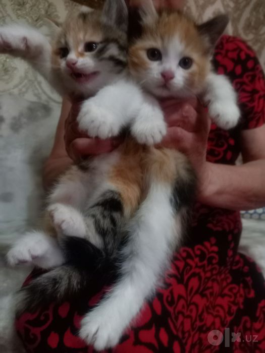 Котята 1, 5 месяцев .Количество 2 штуки